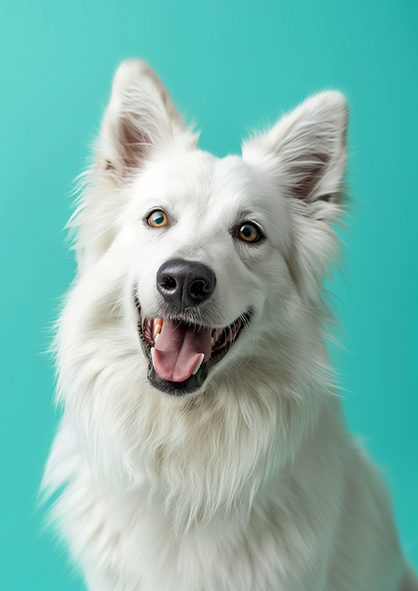 Owczarek Szwajcarski