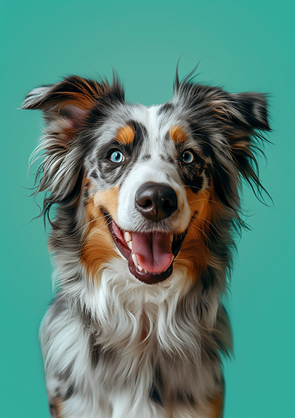 Owczarek Australijski