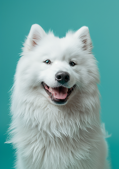 Samoyed